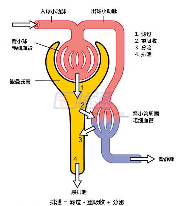 鼻毛长的快是什么原因_鼻毛长出来是什么原因_中医鼻毛变白的原因