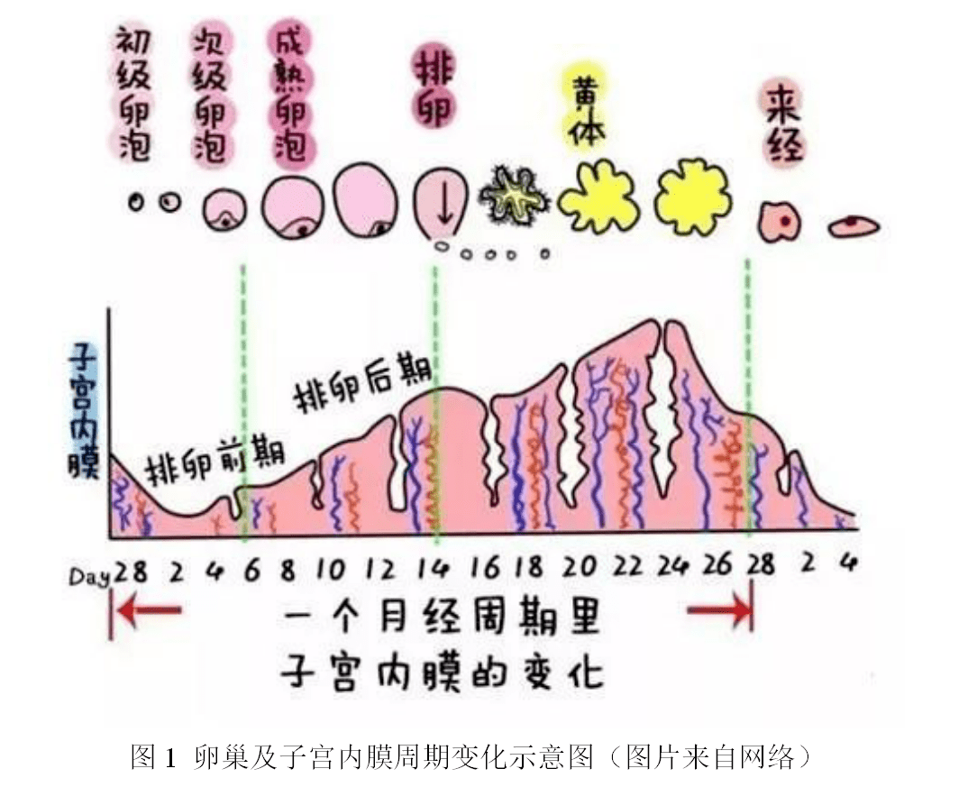 子宫阔韧带肌瘤治疗_子宫长小肌瘤怎么治疗_子宫肌瘤过大中医治疗吗