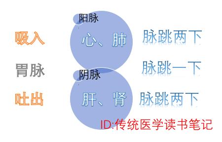 中医脉学_中医脉诀歌_脉道中医经络养生